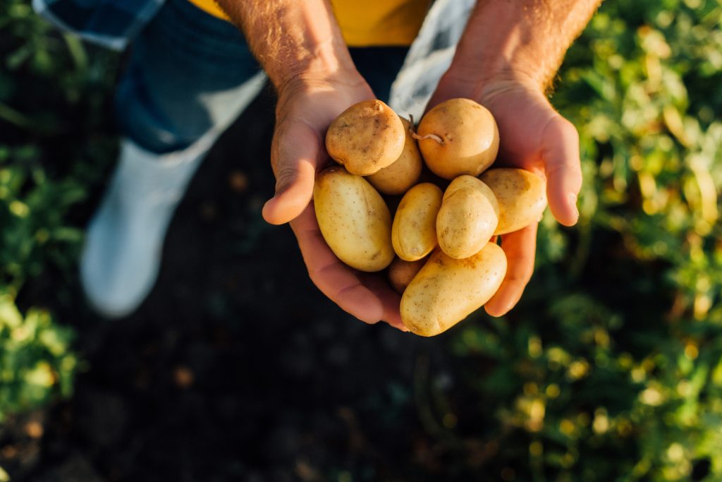 Hands holding freshly harvested potatoes