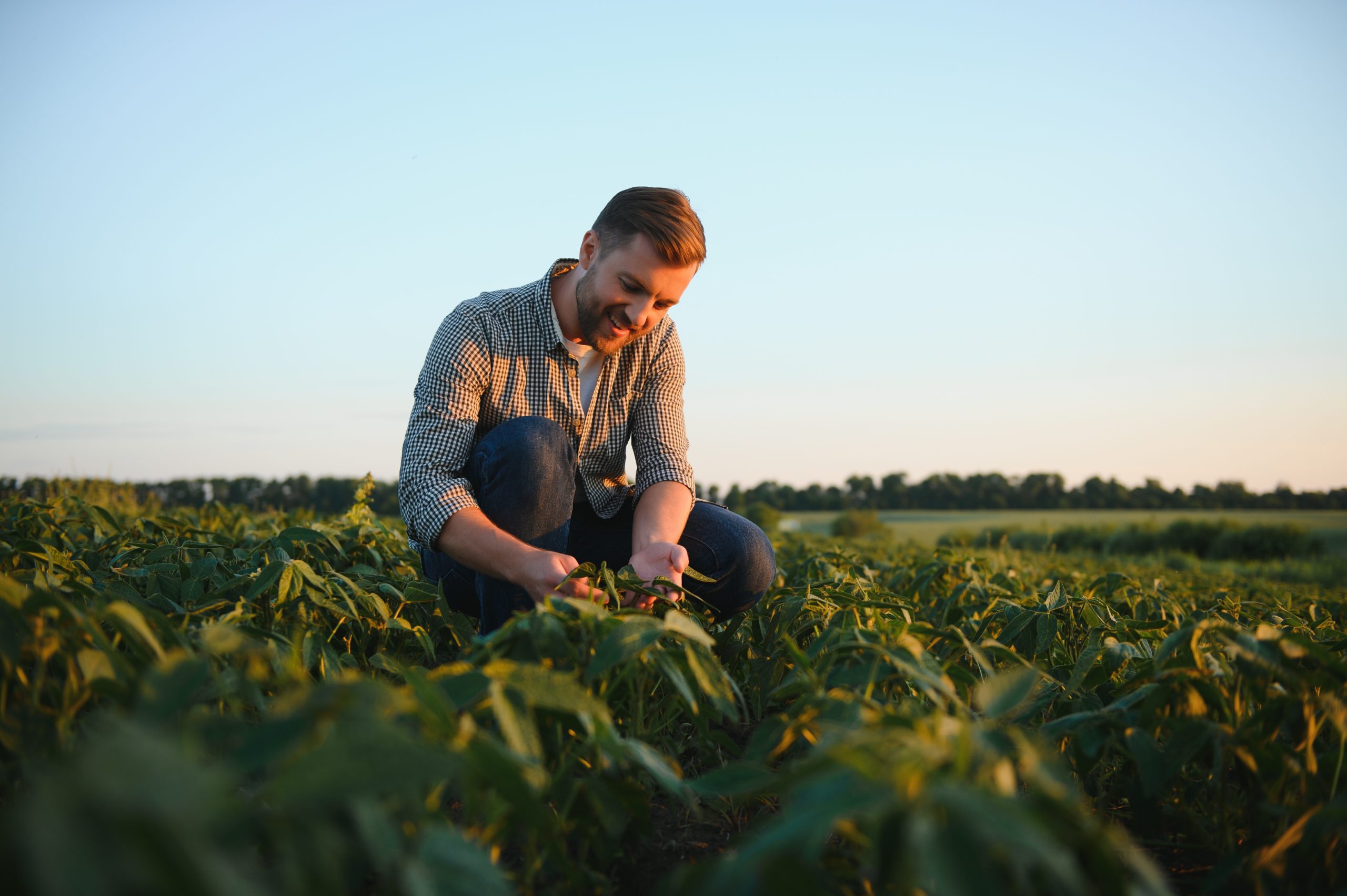 A grower inspecting crops in a field at sunrise