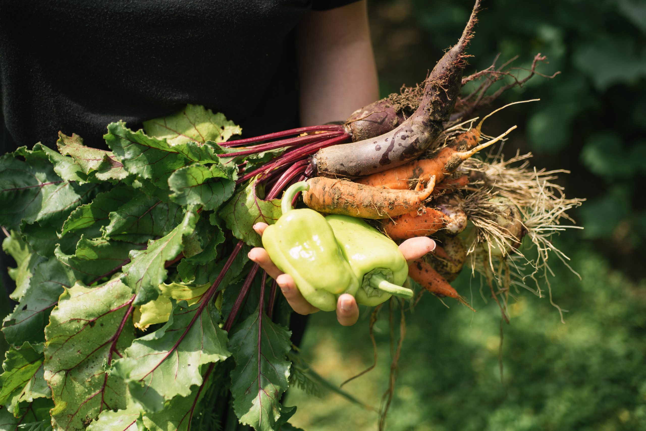 Hand holding freshly harvested vegetables