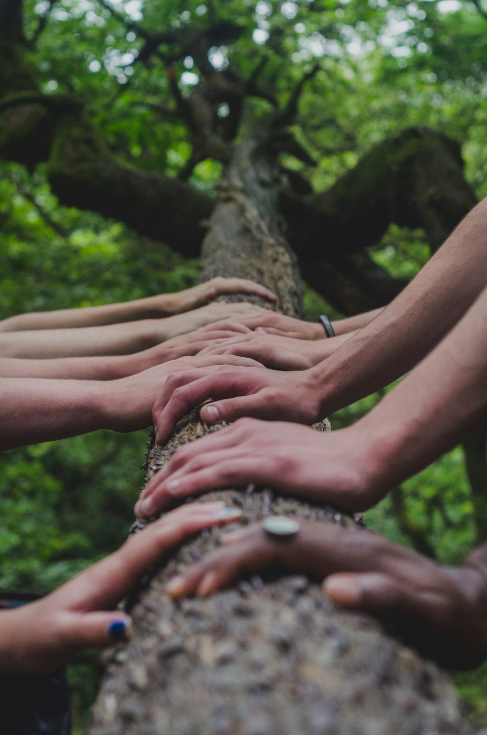 Many hands resting together on a tree trunk